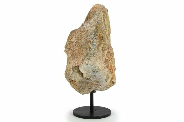 Fossil Sauropod Limb Bone Section w/ Metal Stand - Colorado #294910